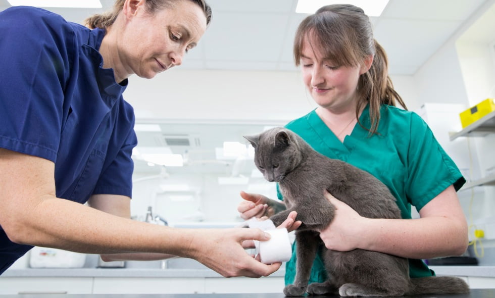 Careers Marion Vet Hospital in Ocala, FL